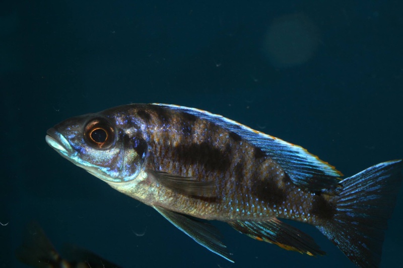 Otopharynx cf. lithobates